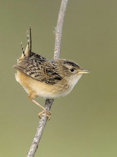 Sedge Wren (Cistothorus platensis), Alberta, Canada