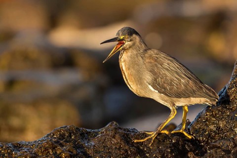 Lava Heron (Butorides sundevalli) calling, Galapagos, Ecuador