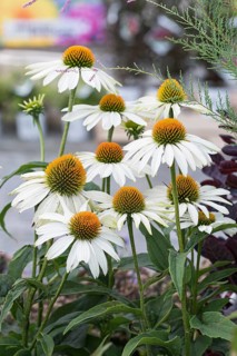 White Coneflower (Echinacea purpurea 'Alba'),  Germany