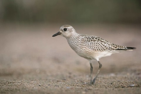 Grey Plover (Pluvialis squatarola), Mecklenburg-Western Pomerania, Germany