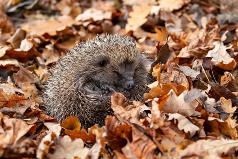 European hedgehog (Erinaceus europaeus) adult animal curled in a ball sleeping during hibernation