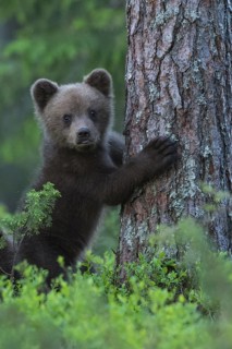 Eurasian Brown Bear (Ursus arctos) cub in forest, Finland