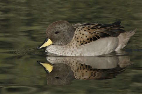 Yellow-billed Teal (Anas flavirostris), Arizona, USA