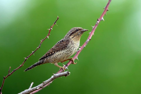 Wryneck, (Jynx torquilla), turning neck, old-world woodpeckers, woodpecker, sitting room, biotope,