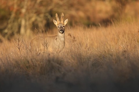 A solitary roe deer stands alert in a sunlit field at dusk. The warm light enhances its graceful