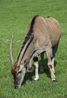 Common eland, southern eland, eland antelope (Taurotragus oryx) grazing in grassland