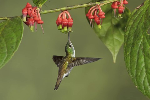 Andean Emerald hummingbird (Amazilia franciae) flying while feeding at a flower in Ecuador, South