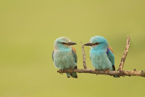 European Roller (Coracias garrulus) pair perched on a branch, Serbia