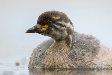 Australasian Grebe (Tachybaptus novaehollandiae) young, Victoria, Australia