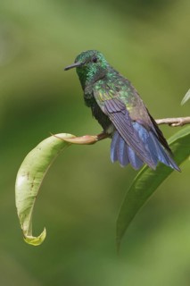 Steely-vented Hummingbird (Amazilia saucerrottei) perched on a branch in Costa Rica, Central