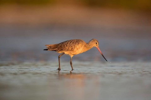 Marbled Godwit (Limosa fedoa) foraging, Florida, USA