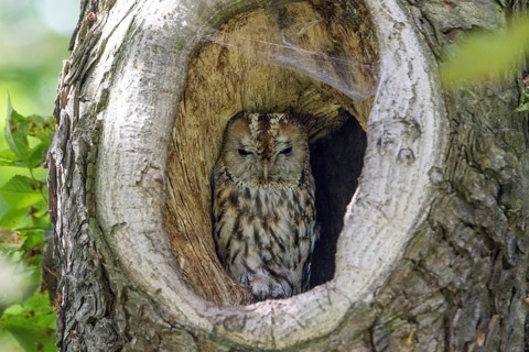 Tawny Owl (Strix aluco) in tree hole, Saxony, Germany