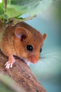 Dormouse (Muscardinus avellanarius) in a raspberry bush Federal Republic of Germany