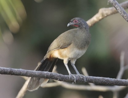 West Mexican Chachalaca (Ortalis poliocephala), Jalisco, Mexico