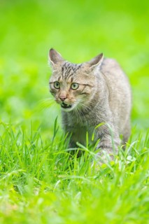 European wildcat (Felis silvestris silvestris) on a meadow, Hesse, Germany