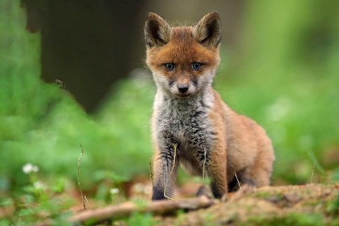 Young red fox standing on the forest floor, animals, mammals, fox, foxes, animal children, puppies,