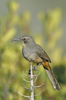 California Thrasher Toxostoma redivivum Yucaipa, CALIFORNIA, United States 6 April Adult Mimidae