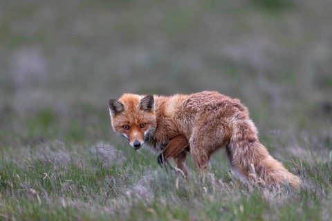 On the last evening, the red fox (Vulpes vulpes) actually gives me the opportunity to accompany her