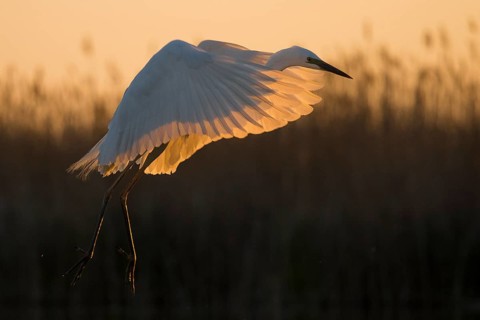 Great Egret (Ardea alba) flying, Subotica, Serbia