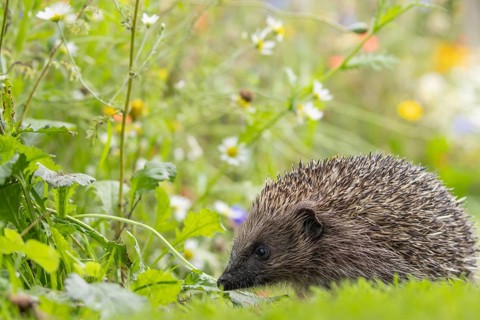 European hedgehog (Erinaceus europaeus) adult animal on a garden grass lawn next to a flower border
