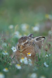 European brown hare (Lepus europaeus) juvenile baby leveret animal sleeping amongst wildflowers in