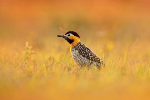 Bird, evening light in meadow. Brazil woodpecker. Campo Flicker, Colaptes campestris, exotic