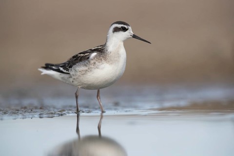 Red-necked Phalarope (Phalaropus lobatus), Mecklenburg-Western Pomerania