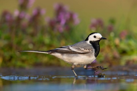 Bachstelze, Pied Wagtail, White Wagtail, Motacilla alba, Bergeronnette grise, Lavandera Blanca