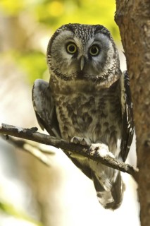 Boreal Owl (Aegolius funereus), Bavaria, Germany
