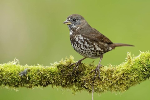 Sooty Fox Sparrow (Passerella unalaschcensis), British Columbia, Canada