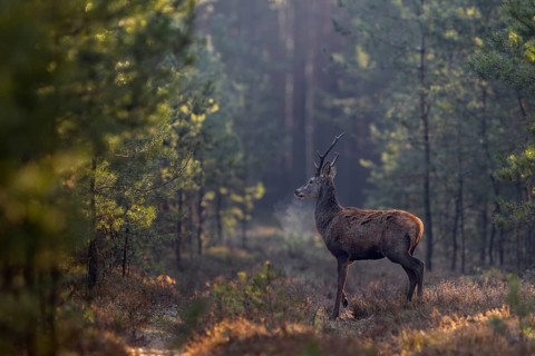 It is very cold this morning, easily recognisable by the breath mist of the red deer (Cervus