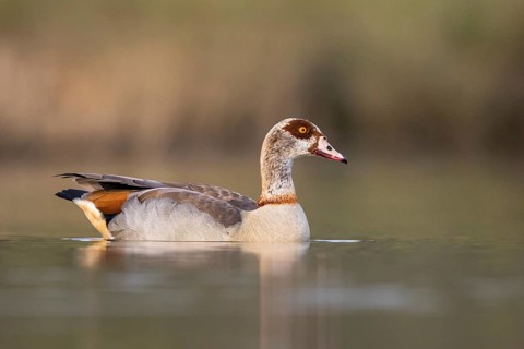 Egyptian Goose (Alopochen aegyptiaca) female, North Rhine-Westphalia, Germany