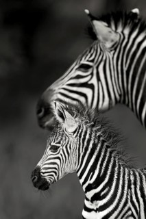 Burchell's Zebra (Equus burchellii) mother with foal close-up, Limpopo, South Africa
