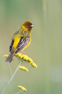 Red-headed Bunting - Braunkopfammer - Emberiza bruniceps, Kyrgyzstan, adult male