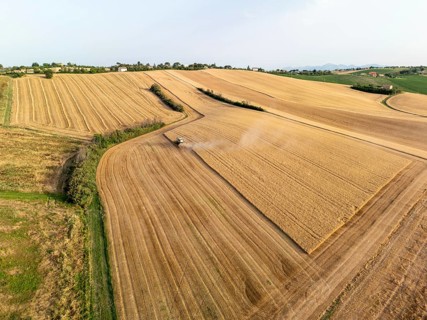 Aerial view of a tranquil wheat field in Macerata, Italy, featuring a harvester working under a