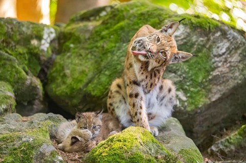 Eurasian lynx (Lynx lynx) mother with her youngsters (cubs) sitting on a rock in a forest, Bavaria,