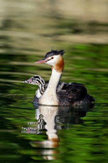 Great Crested Grebe (Podiceps Scalloped ribbonfish), with chicks in plumage swimming in the water,