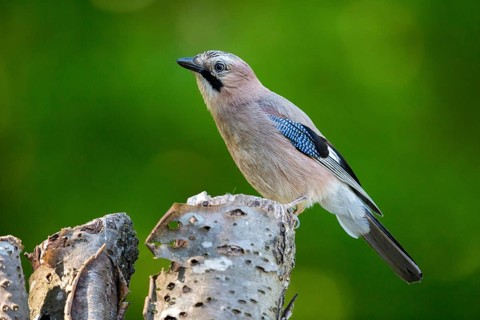 Eurasian Jay (Garrulus glandarius) perched on a stump, Carpathian Mountains, Romania