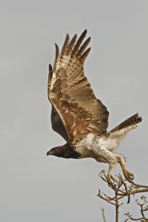 Martial Eagle (Polemaetus bellicosus)