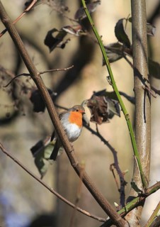 Robin (Erithacus rubecula) sitting on a branch, North Rhine-Westphalia, Germany