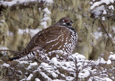 Spruce Grouse (Falcipennis canadensis) male, Saskatchewan, Canada