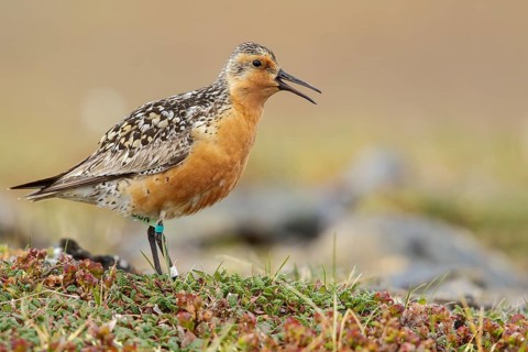 Red Knot (Calidris canutus) perched on the tundra in Nome, Alaska