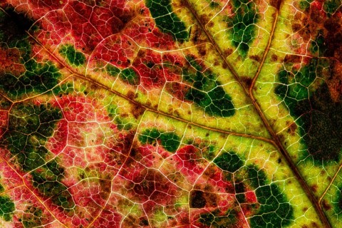 Structure of an autumn-colored leaf, foliage, tree, Vechta, Lower Saxony, Germany