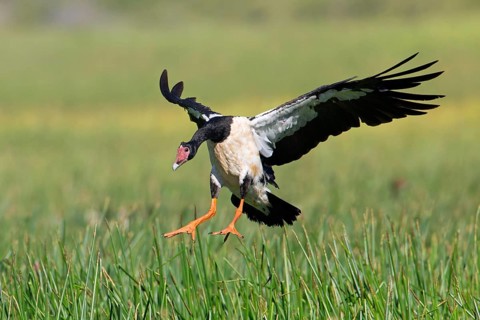 Magpie Goose (Anseranas semipalmata) landing, Queensland, Australia