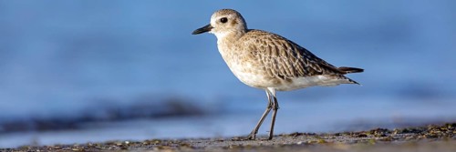 Little Ringed Plover, (Pluvialis squatarola), animal, animals, bird, birds, biotope, habitat,