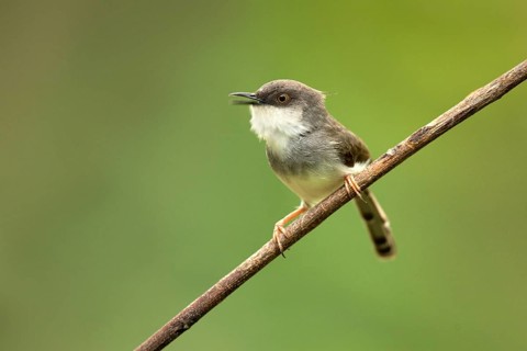 Grey-breasted Prinia (Prinia hodgsonii pectoralis) male singing, Udawalawe National Park, Sri Lanka