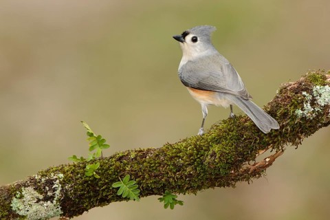 Tufted Titmouse (Baeolophus bicolor), Texas, USA