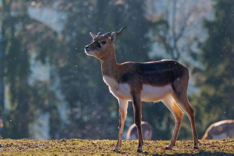 A young male blackbuck (Antilope cervicapra) stands in a green meadow during light snowfall,