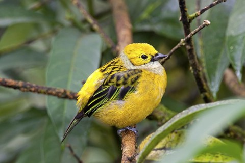 Silver-throated Tanager Tangara icterocephala San Jose, COSTA RICA 7 November Adult Thraupidae