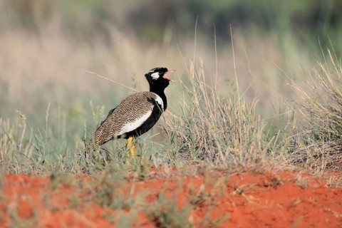 White-winged Bustard (Afrotis afraoides), adult, male, calling, courtship display, Mokala National